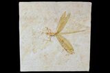 Fossil Dragonfly (Aeschnogomphus) - Solnhofen Limestone #77952-1